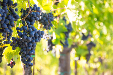 Ripe grapes growing on plants in vineyard