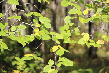 green leaves on the tree, foliage illuminated by the sun in the forest