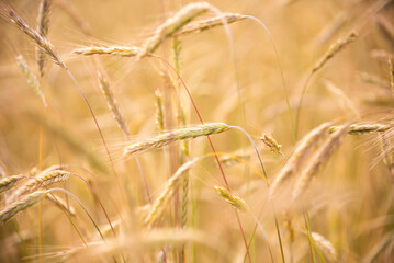 Wheat field in summer under sunshine