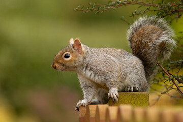 squirrel in the park