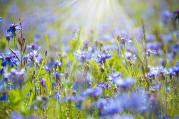 Blue cornflowers and other wild flowers in a beautiful summer meadow