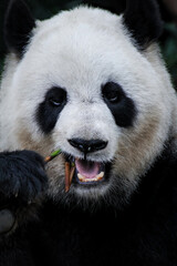 笹を食べるパンダの正面顔アップ