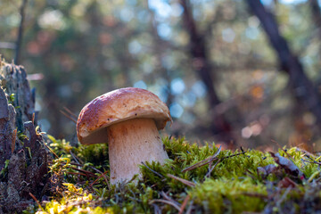 big brown cap mushroom grow in wood