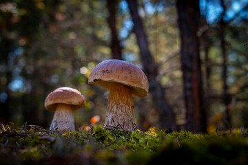 two brown cap mushroom grow in forest