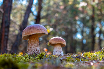 two brown cap mushroom grow in wood