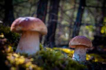 two brown cap mushroom in forest
