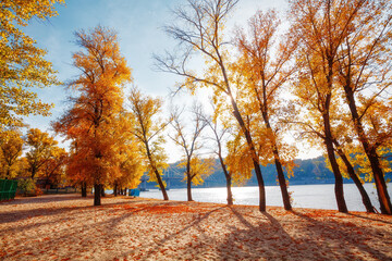 Autumn trees near the river, leaves on sand
