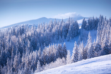 Mountain forest in snow, winter landscape