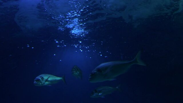Fishes swimming in a aquarium
