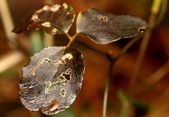 Dry Leaves with Holes under Sunlight