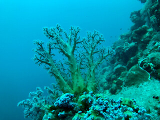 Naklejka na ściany i meble coral reef in sea