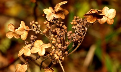 Dry Flowers under Sunlight with Winter Season
