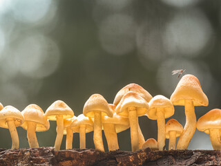 Gruppe gelber Pilze, die in einer Reihe stehend, auf einen alten Stück Holz wachsen. Auf einen...