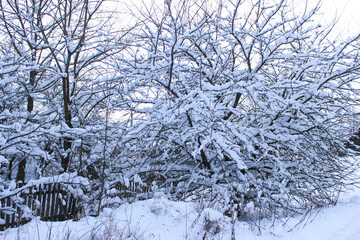 Winter forest, snow-covered trees, tree branches in the snow