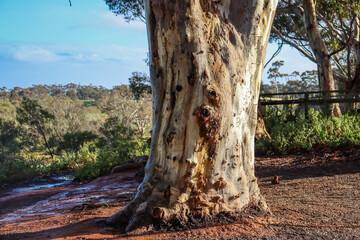 eucalypt tree in bushland