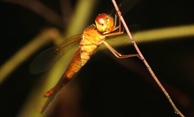 Dragonfly on The Wooden Branch