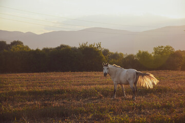 Fototapeta premium A horse grazes on a field during sunset