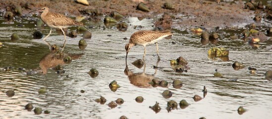 Dinner Time of Eurasian Curlew with Rainforest