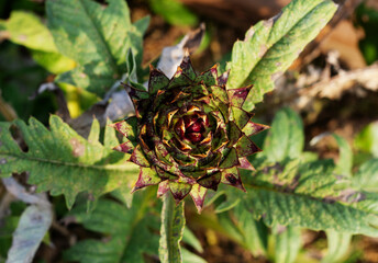 Artichoke close-up. Green artichoke grows in the garden. Healthy food for vegetarians. Green Jerusalem artichoke photo close-up. Top view.