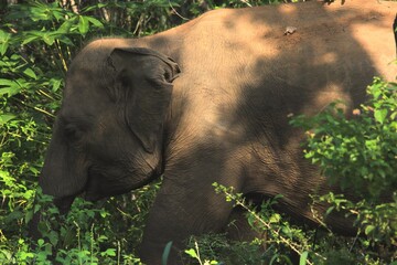 Dignity of Wild Elephant with Nature Place