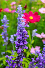 Garden purple flower  natural