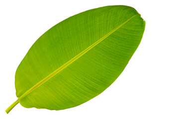Green leaves Banana isolated on white background for montage product display or design key visual layout. with clipping path
