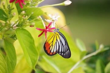 A close up shot of a colorful painted jezebel butterfly sipping nectar from a flower in a garden