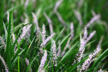 Fototapeta na wymiar beautiful view of Creeping Liriope(Liriope Muscari) flowers and buds,close-up of purple with white flowers blooming in the garden 