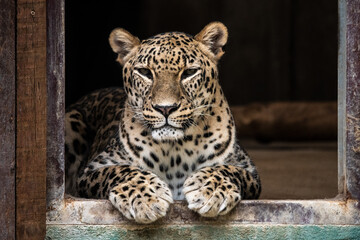 A leopard pictured in its enclosure in a Zoo