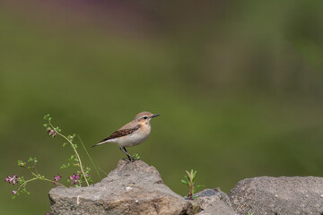 Northern Wheatear (Oenanthe) perched on a rock