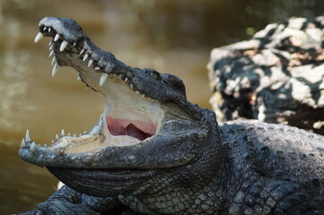 isolated crocodile with opened mouth