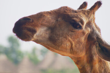isolated close up face of a giraffe