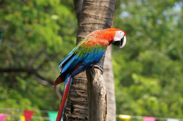 isolated colorful macaw on a tree trunk