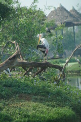 crane bird cleaning itself on a tree trunk