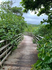 Obraz premium 西表島 ジャングル マングローブ 遊歩道 八重山諸島 沖縄県