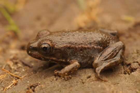 Closeup on a fresh metamprhosed juvenile Common European toad, Bufo bufo