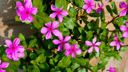 pink flowers in the garden