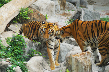 tiger roaring at another tiger