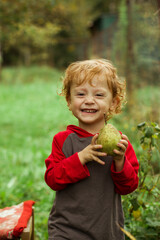 little curly boy holding a pear in his hand, next to a tray with grapes, harvesting