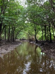 西表島 ジャングル マングローブ カヌー 八重山諸島 沖縄県