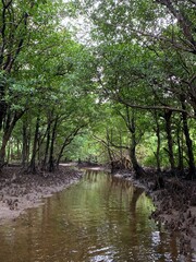西表島 ジャングル マングローブ カヌー 八重山諸島 沖縄県