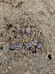 西表島 ミナミコメツキガニ 八重山諸島 沖縄県
