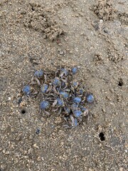 西表島 ミナミコメツキガニ 八重山諸島 沖縄県