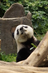 curious panda behind a tree branch