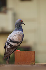 red eyed isolated pigeon with blur back ground