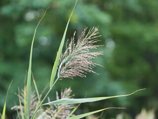 grass in the wind