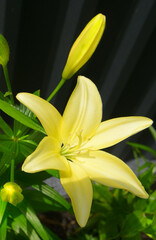 yellow Lily flower on green leaves background.