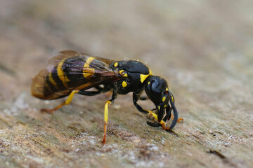 Detailed closeup of a potter wasp species , Ancistrocerus nigricornis