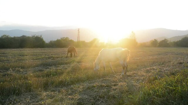 Horses graze on a field during sunset