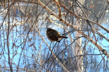 bird on a branch